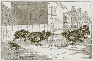 La perdrix et les coqs (gravure) - English School