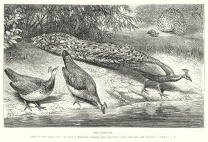 Le paon (gravure) - English School