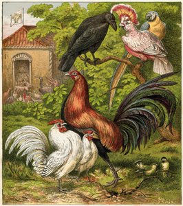 Le paon à la maison - English School