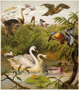 Le Paon à la maison - English School