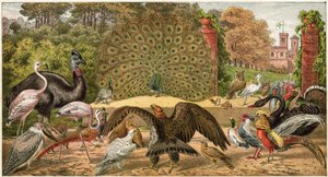 Le Paon à la maison