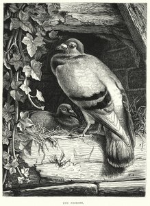 Les pigeons - English School
