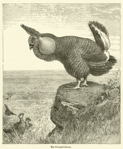 Le tétras à queue pointue (gravure) - English School