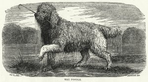 Le Caniche - English School