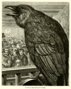 Le corbeau, d