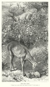 Le cerf rouge (gravure) - English School