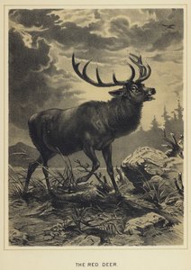 Le cerf rouge - English School
