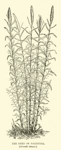 Roseau de Palestine, Arundo donax