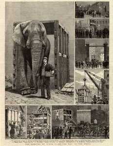 Le déménagement de Jumbo - English School