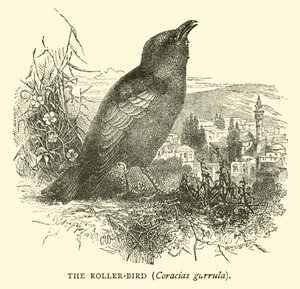 Le Rollier, Coracias garrulus