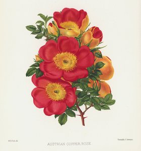 Le jardin des roses : Rose cuivre autrichienne