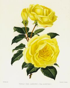 Le jardin de roses : Perle des Jardins, parfumé au thé - English School