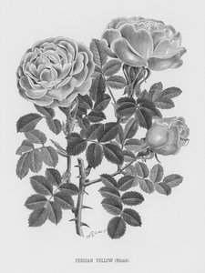 Le Jardin des Roses : Jaune Persan, Églantier