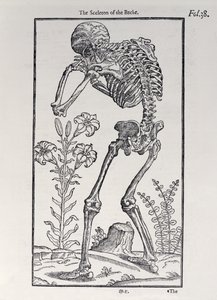 Le squelette du dos, planche de The Historie of Man publiée par John Banister, 1578 - English School