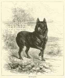 Le Schipperke (gravure) - English School