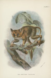 Le Tarsier spectral - English School