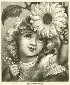 Le Tournesol (gravure) - English School