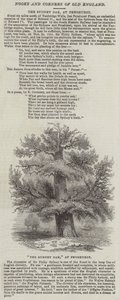 Le chêne de Sydney, à Penshurst (gravure) - English School