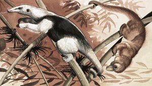 Le Tamandua - English School
