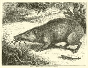 Le tanrec, Centetes ecaudatus - English School