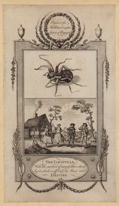 La tarentule, avec la méthode de guérison des piqûres, qui est effectuée par la musique et la danse