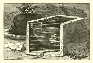 La souris voleuse - English School