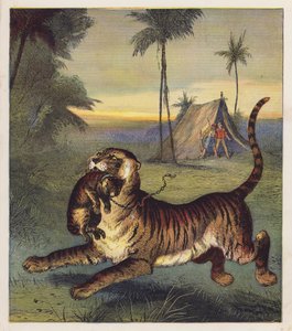 Le tigreau - English School