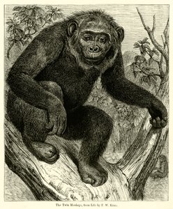 Les singes jumeaux, d