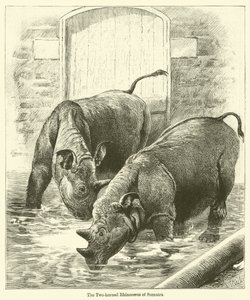 Le Rhinocéros à deux cornes de Sumatra - English School