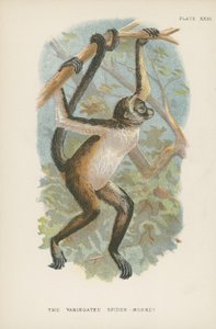 Le Singe-araignée varié - English School
