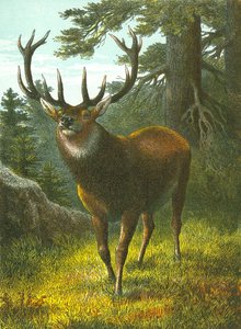 Le wapiti - English School