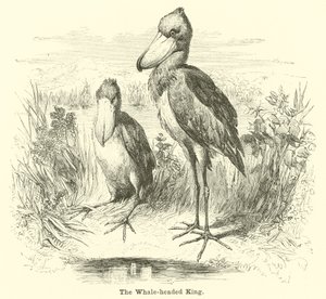 Le roi à tête de baleine - English School