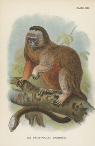 Le Ouistiti à pieds blancs