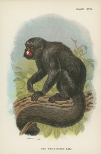 Le Saki à nez blanc - English School