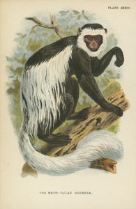 Le Guereza à queue blanche
