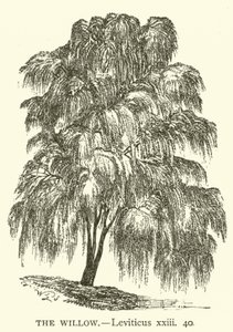 Le Saule, Lévitique, xxiii, 40 - English School