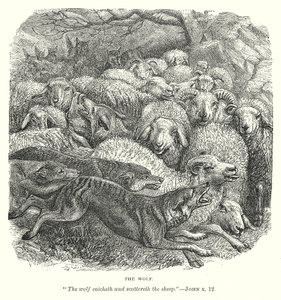 Le loup (gravure) - English School