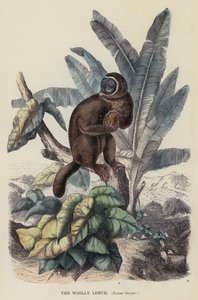 Le lémur laineux, Lemur laniger - English School