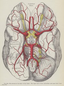 Les artères de la base du cerveau - English School