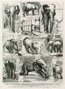 La tentative de déplacement de Jumbo des jardins zoologiques - English School