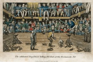 Le célèbre chien Billy tuant 100 rats à la fosse de Westminster (gravure coloriée) - English School