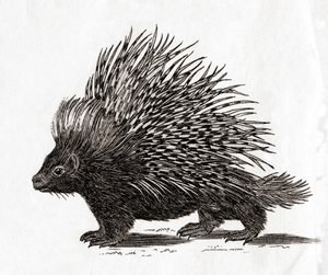 Le porc-épic à crête (Hystrix cristata), d