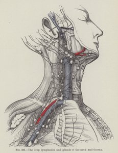 Les lymphatiques profonds et les glandes du cou et du thorax (gravure) - English School