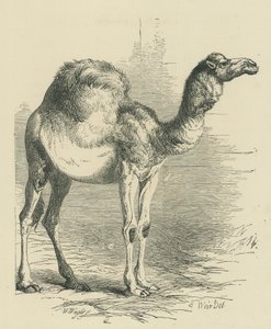 Le dromadaire (gravure)