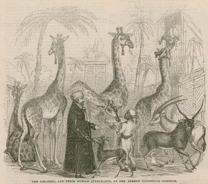 Les girafes et leurs assistants nubiens - English School