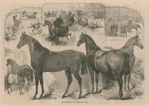 Le salon du cheval au Hall agricole - English School