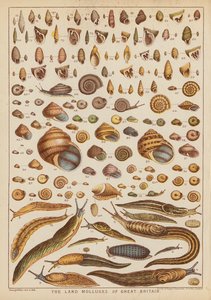 Les mollusques terrestres de Grande-Bretagne - English School
