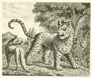 Le léopard et le renard - English School
