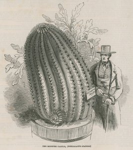 Le cactus monstre (Echinocactus stainesh) aux jardins royaux, Kew, Londres - English School