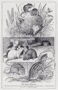 La famille des souris - English School